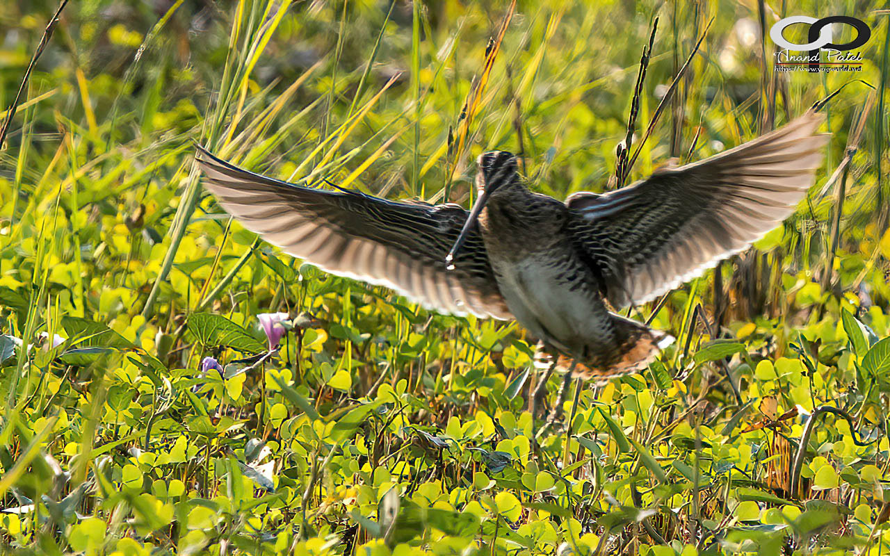 Pintail Snipe